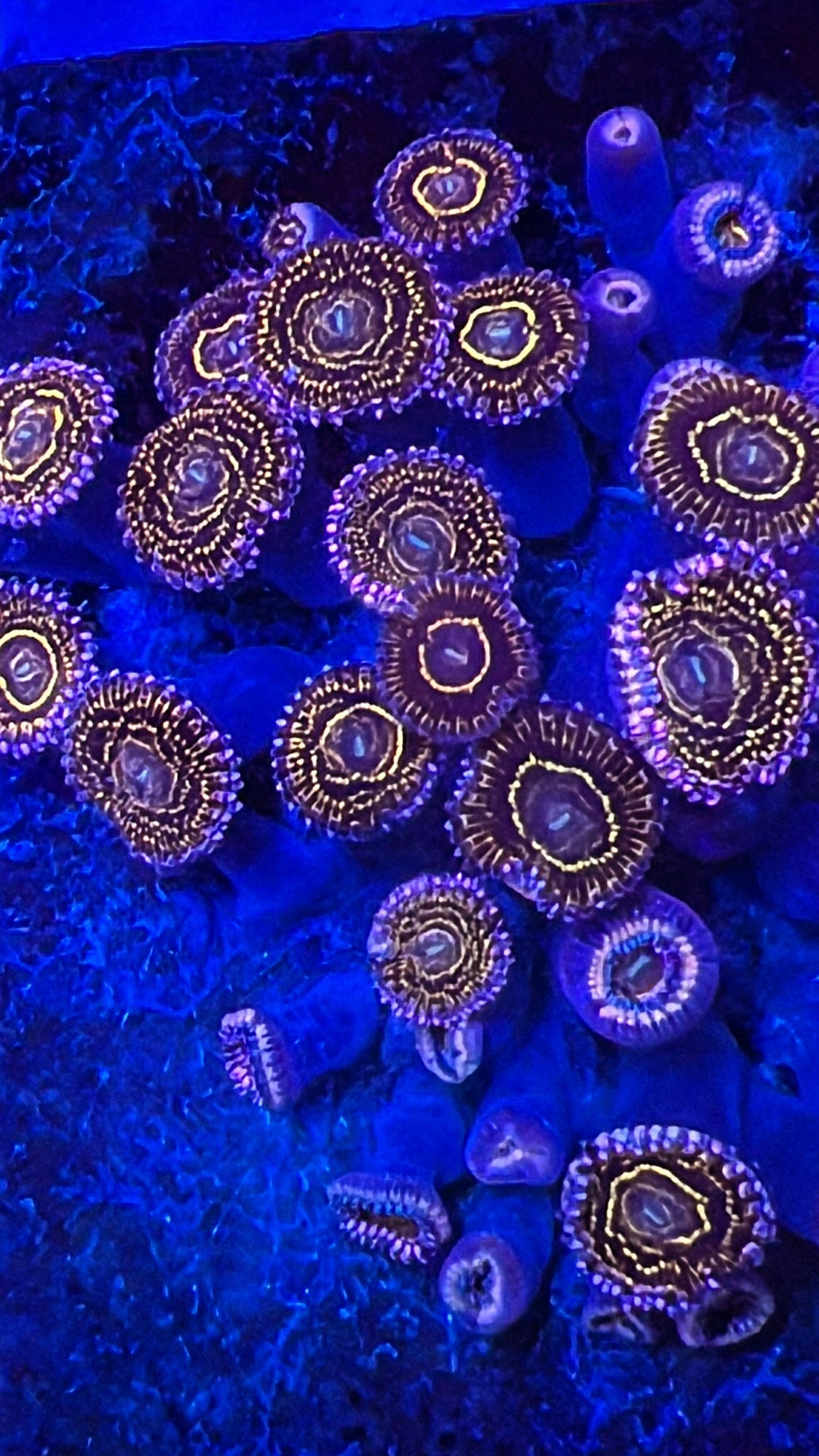 Stratosphere palythoa 1polyp