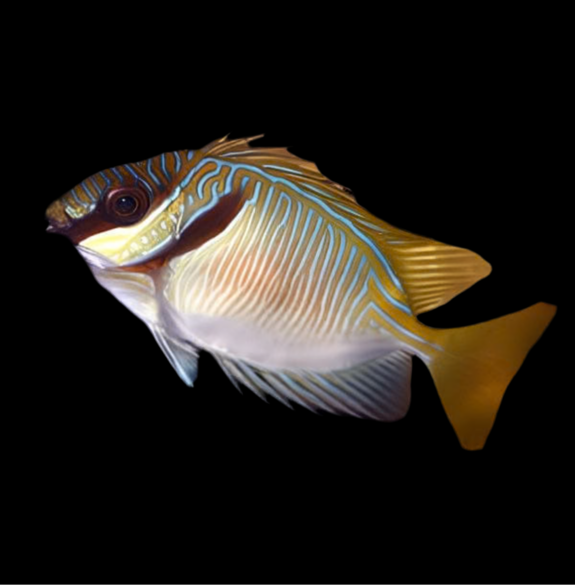 Scribbled Rabbit Fish