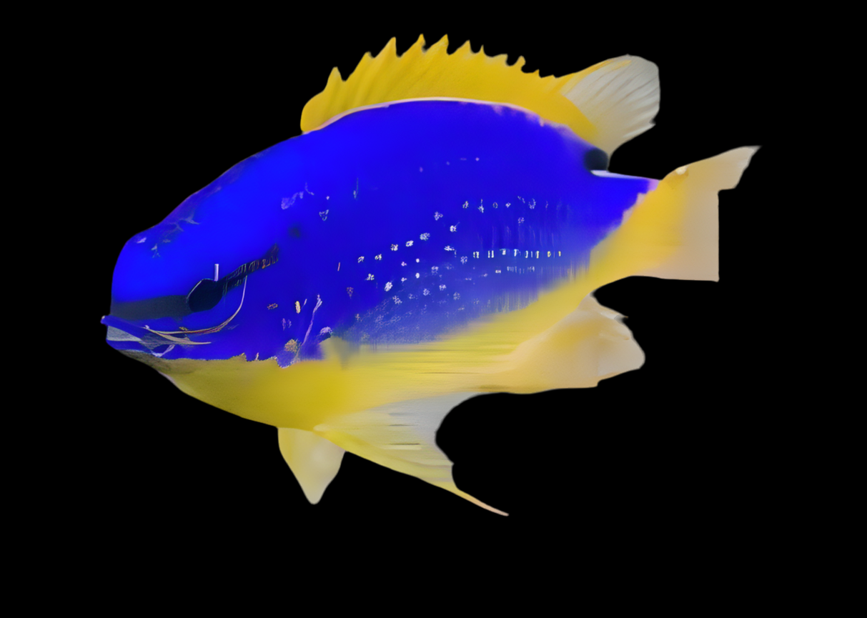 Fiji Devil Damsel