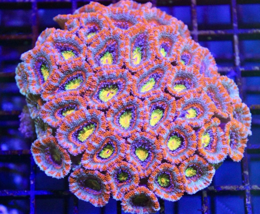 Rainbow Acan Colony