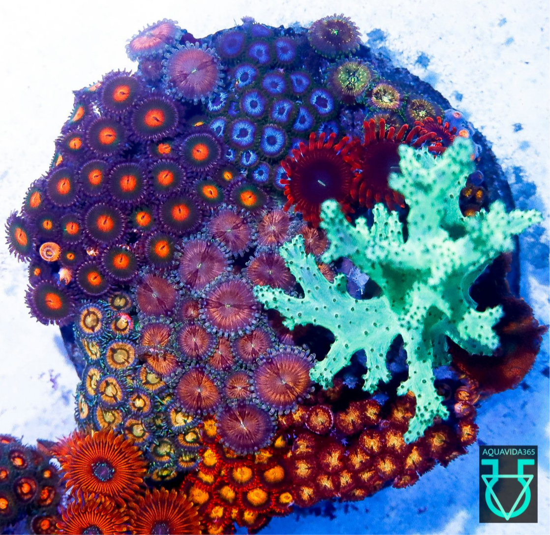 Zoa combo #8