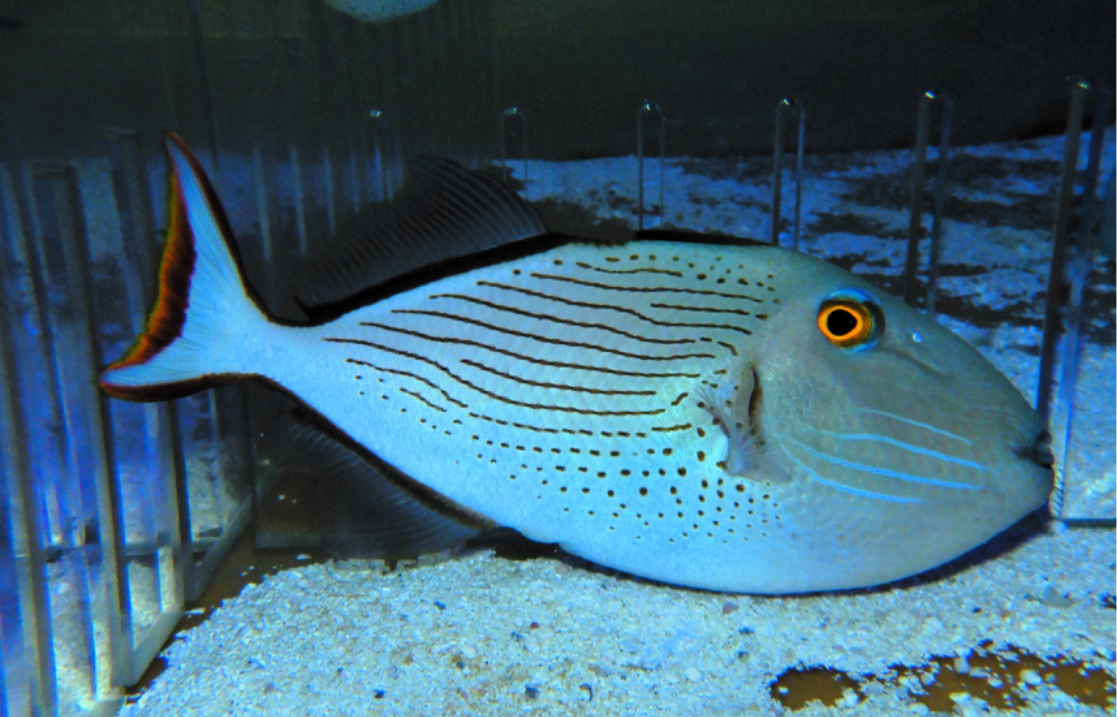 19 - LINESPOT TRIGGER XL