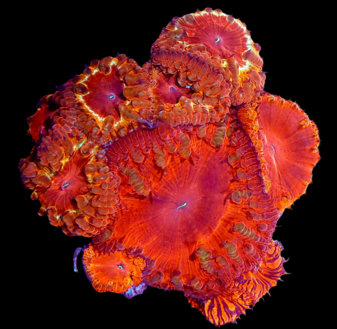 Red / Gold Ring Blasto