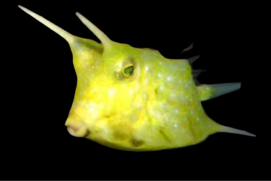 Long Horned Cowfish