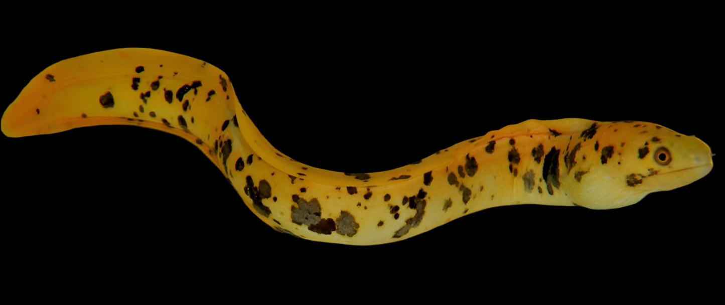 Yellow Canary Eel ( Brazil )