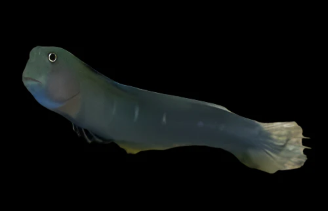 Bicolor Blenny (Female)