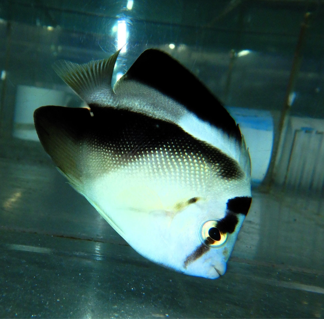 21 - GRIFFS ANGEL SM