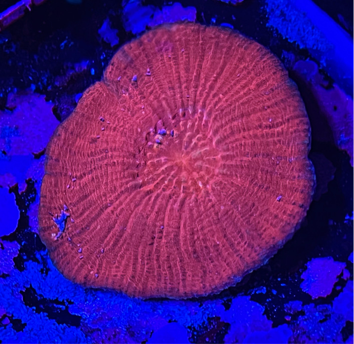 Sol Scolymia