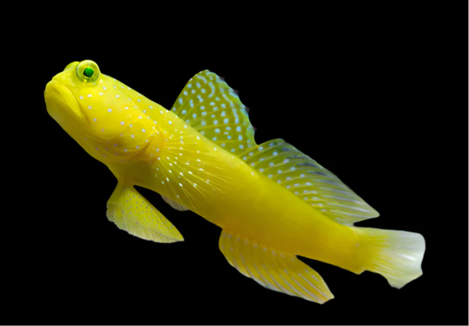 Yellow Watchman