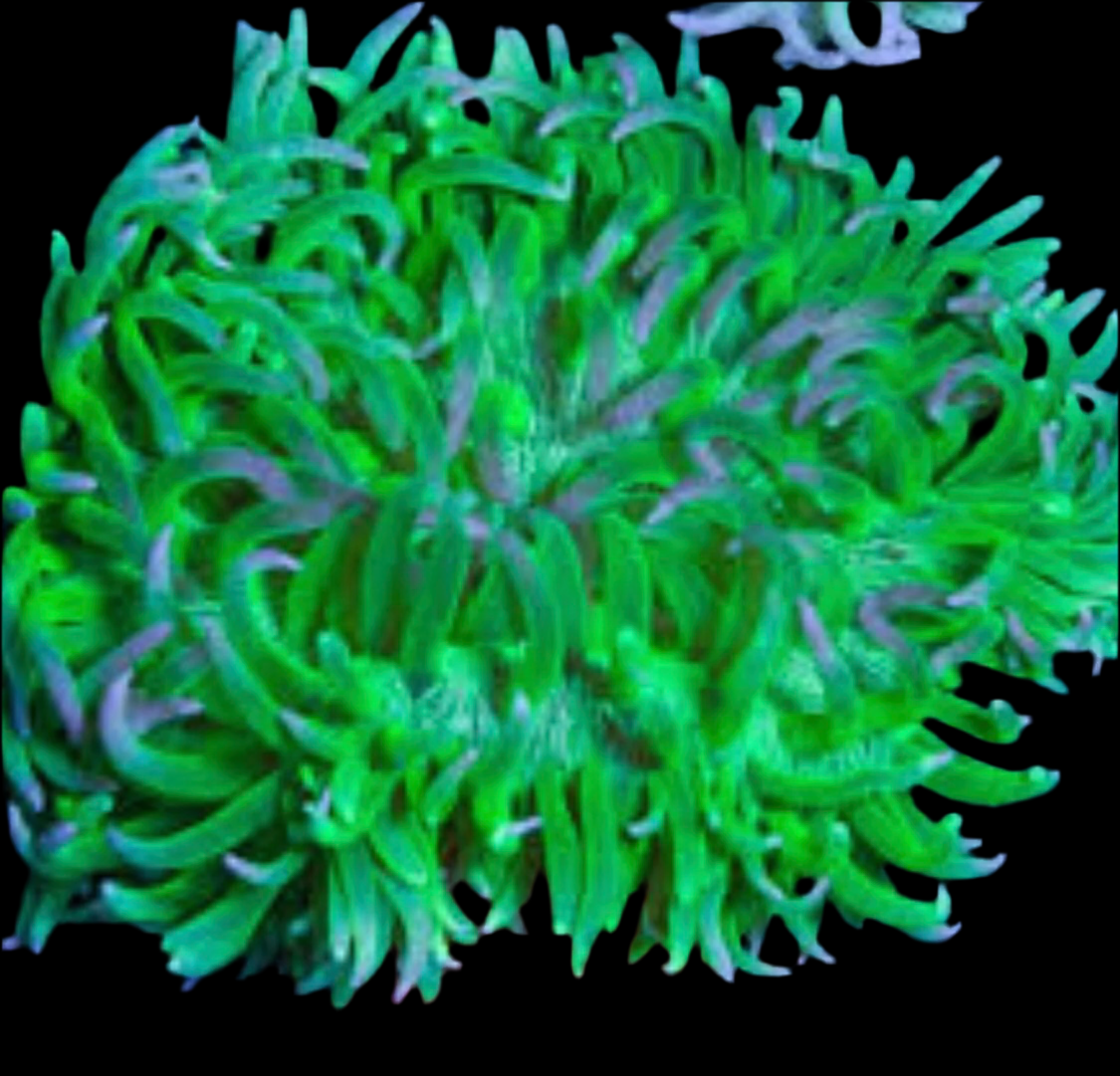 Long Tentacle Anemone; Ultra - Macrodactyla doreensis-assorted colors