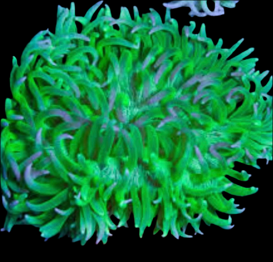 Long Tentacle Anemone; Ultra - Macrodactyla doreensis-assorted colors