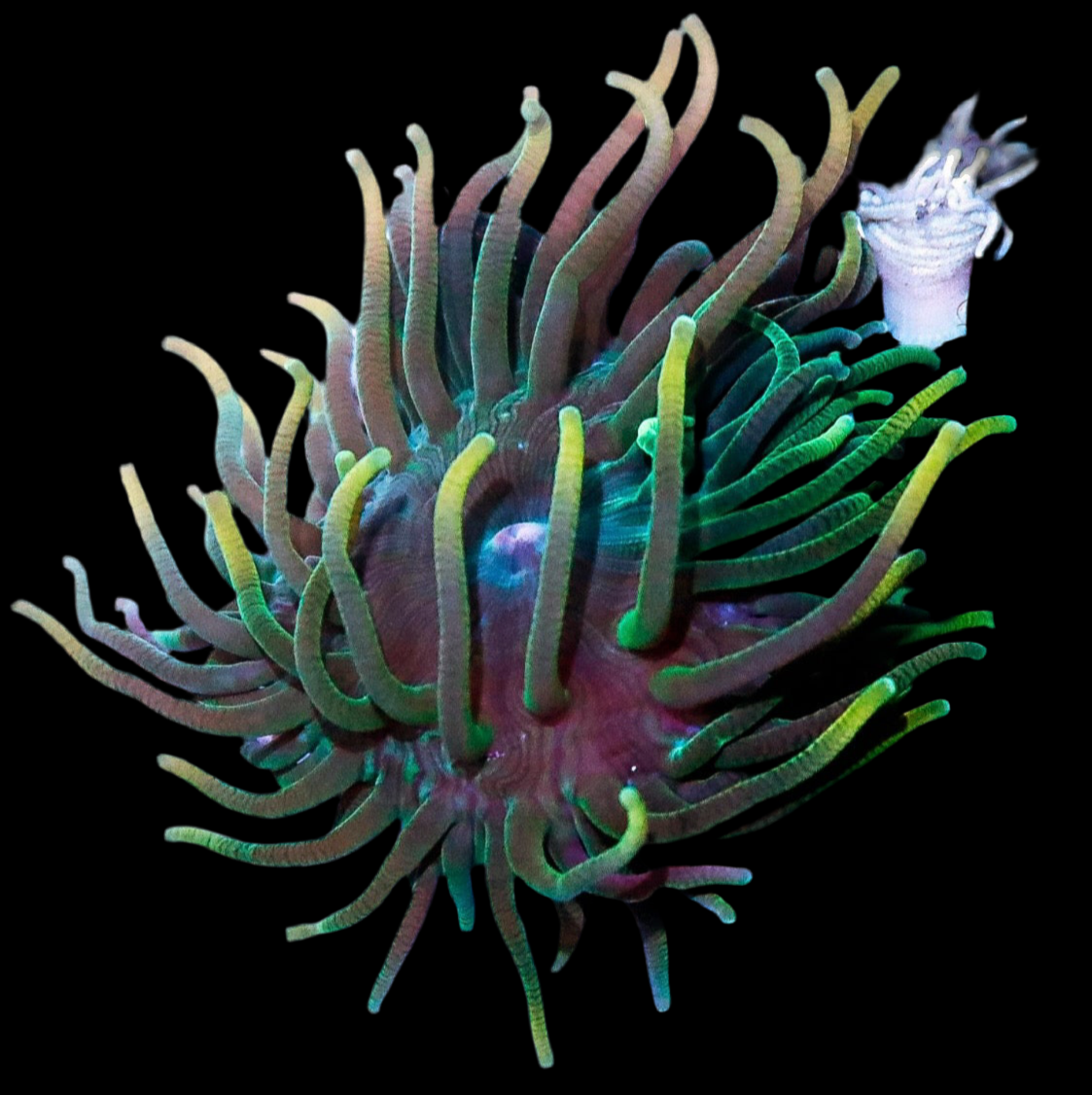 Rasta anemone