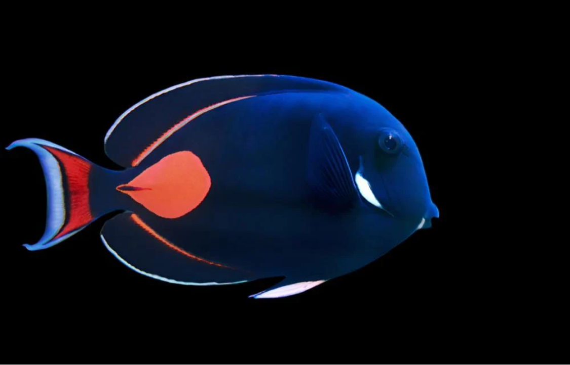 Achilles Tang XXL