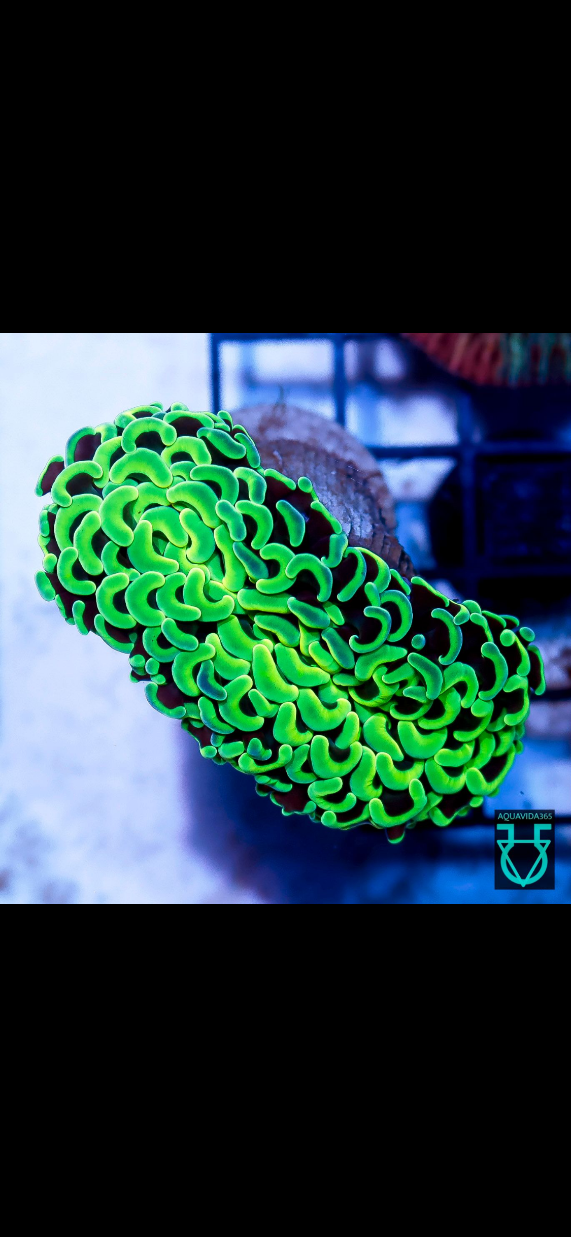 Green wall Hammer