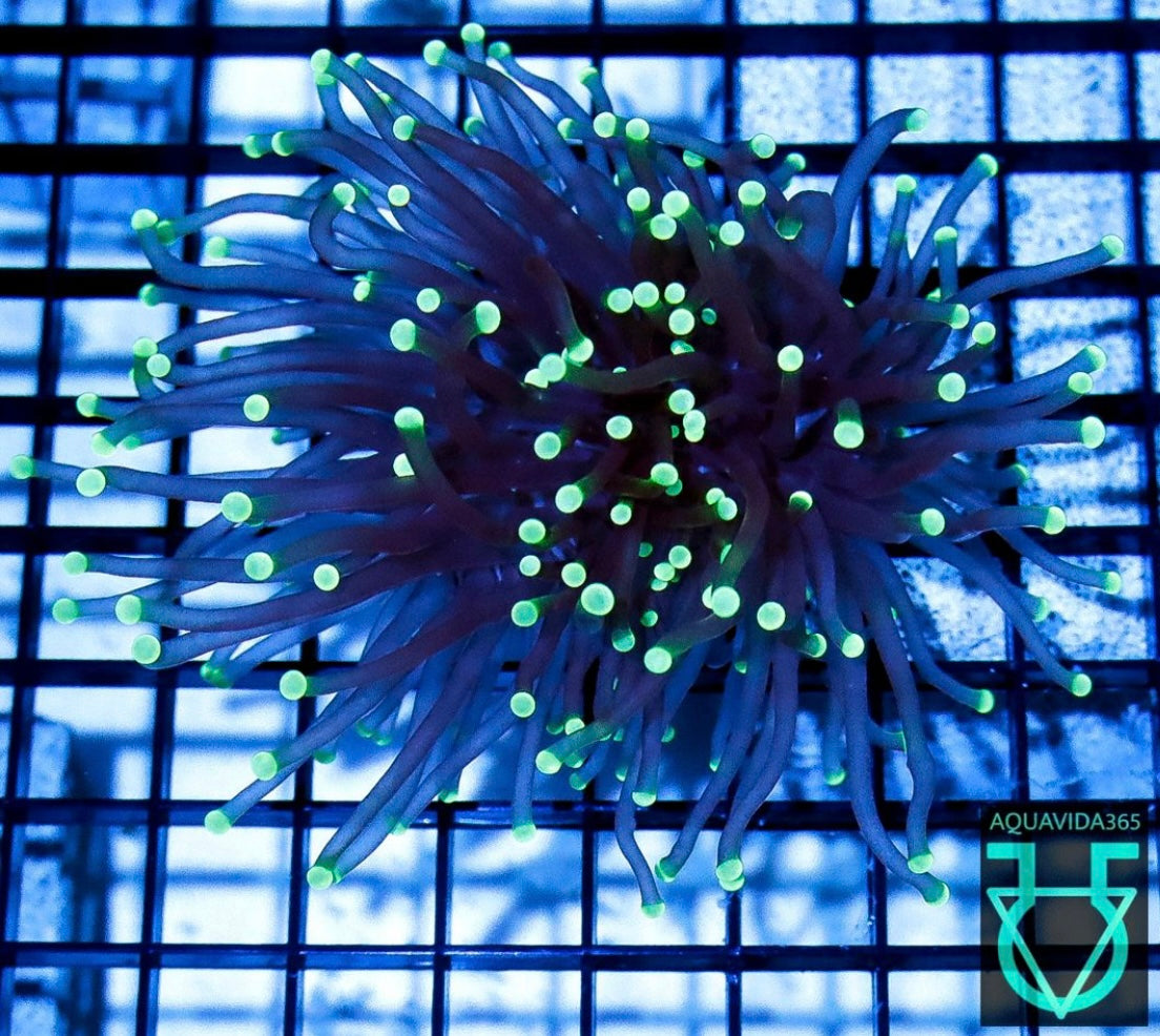 Green tip torch WYSWYG