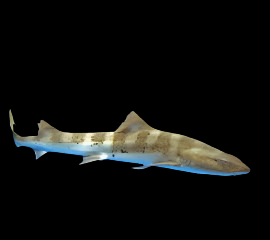 Leopard Shark Baby -Japan