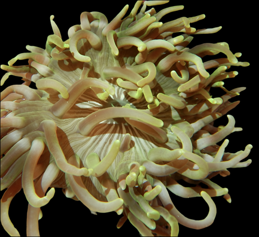 Long Tentacle Anemone; Colored - Macrodactyla doreensis-assorted colors