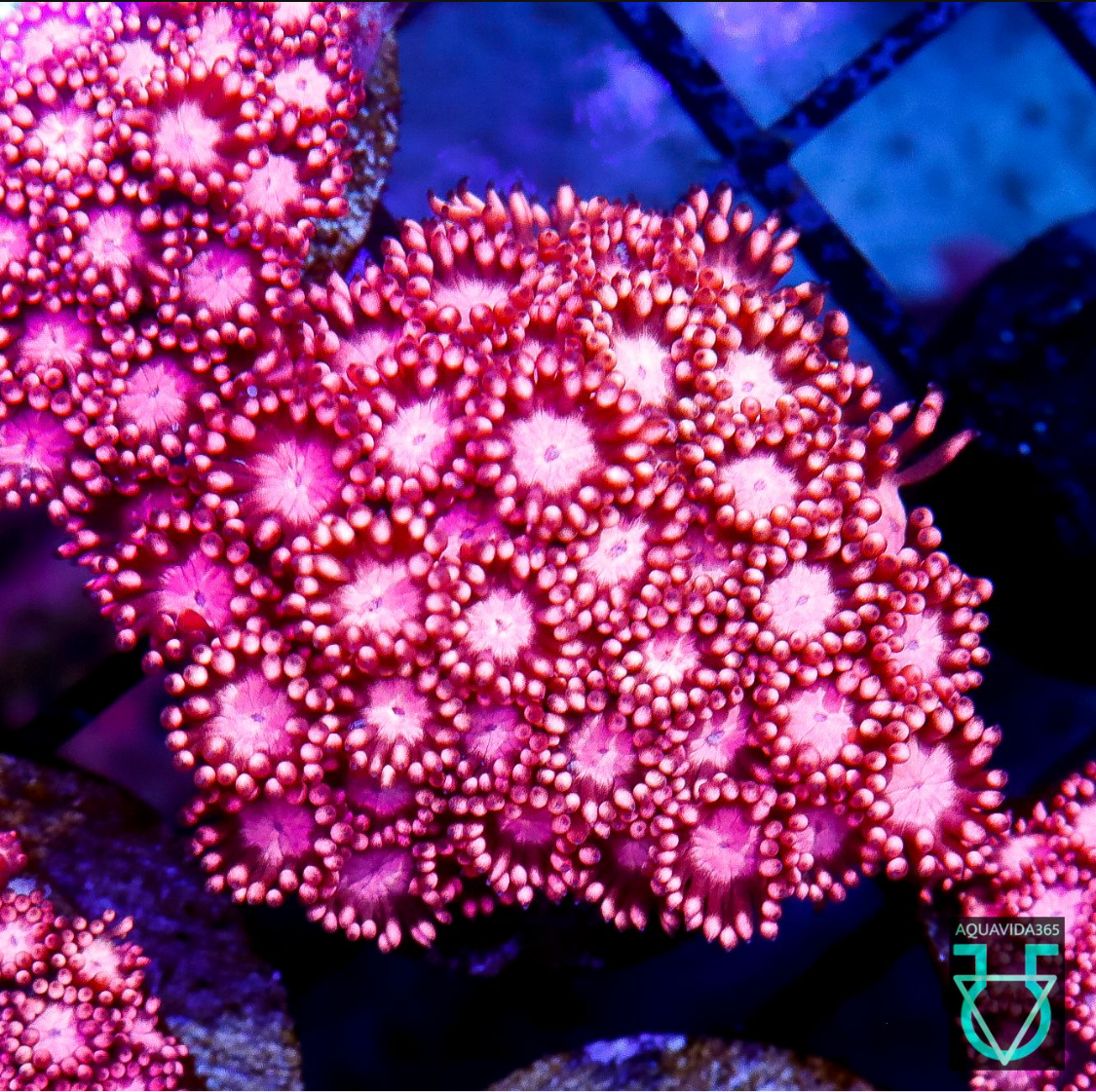 Hot pink goniapora