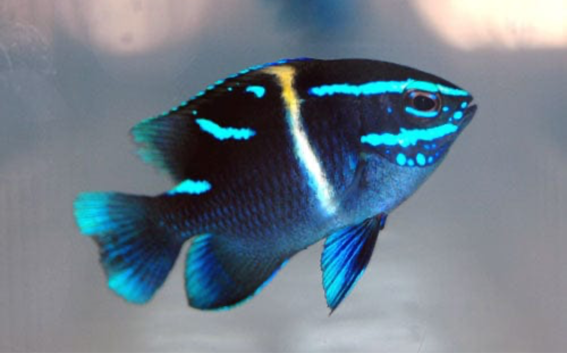 Neon Velvet Damsel ( flatworm predator )