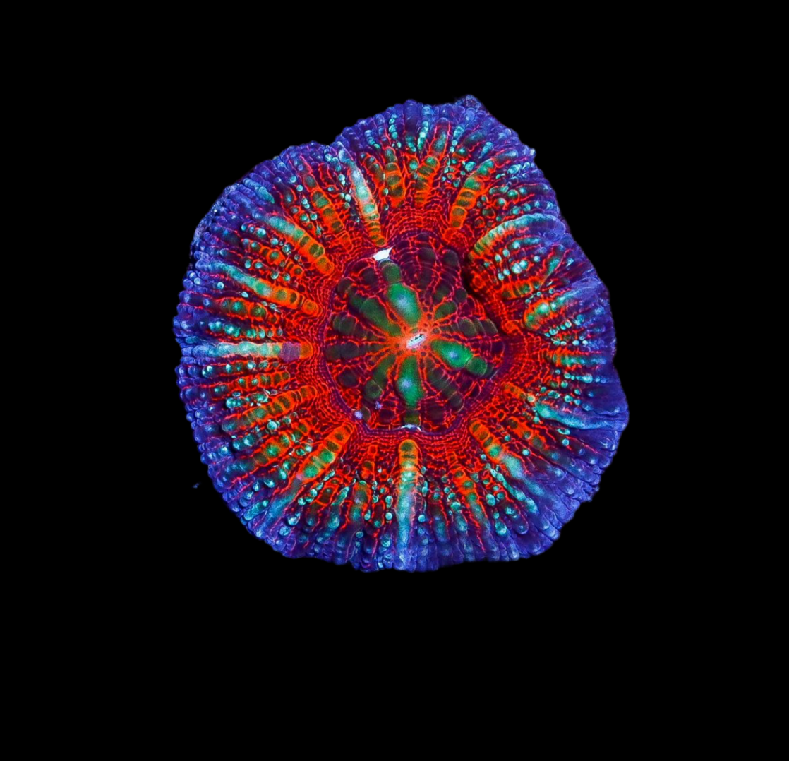 Acan Maxima