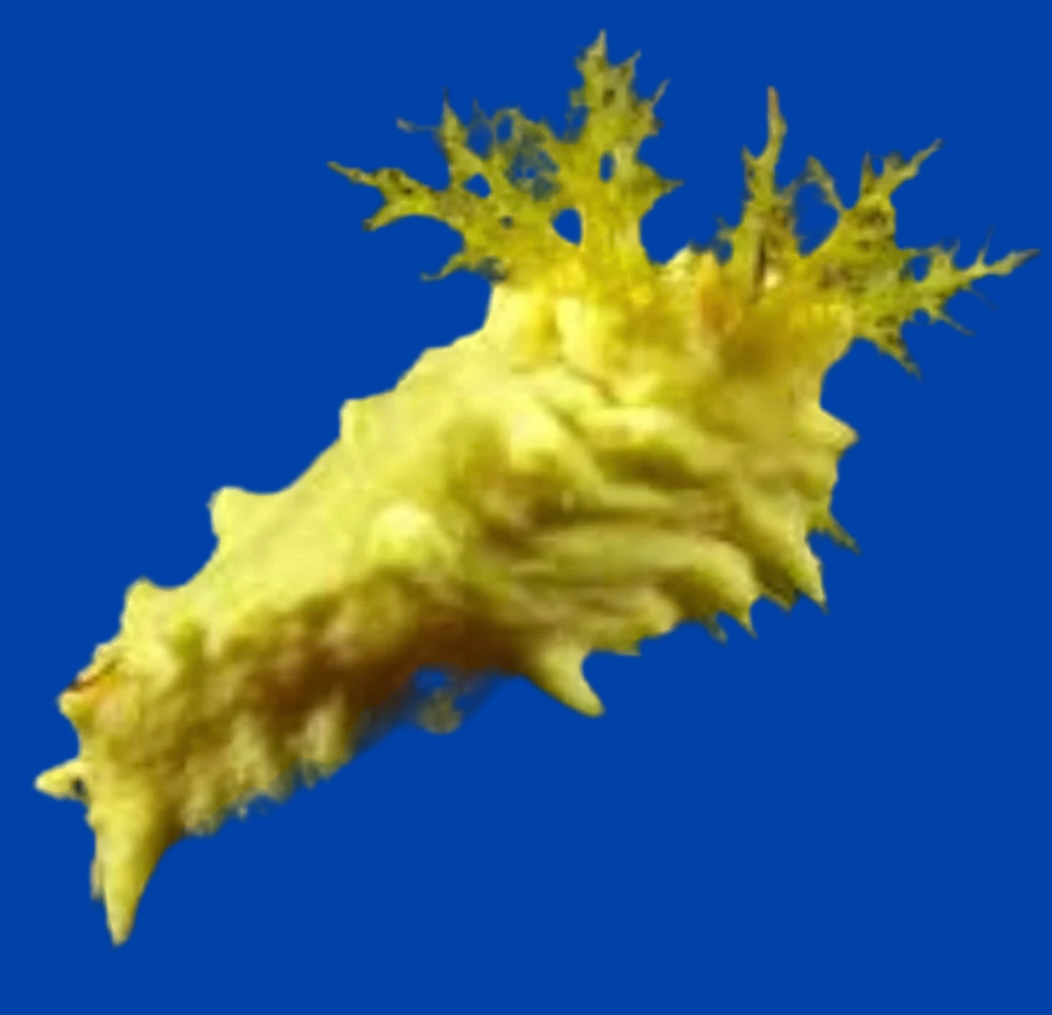 Yellow Cucumber - Stichopus