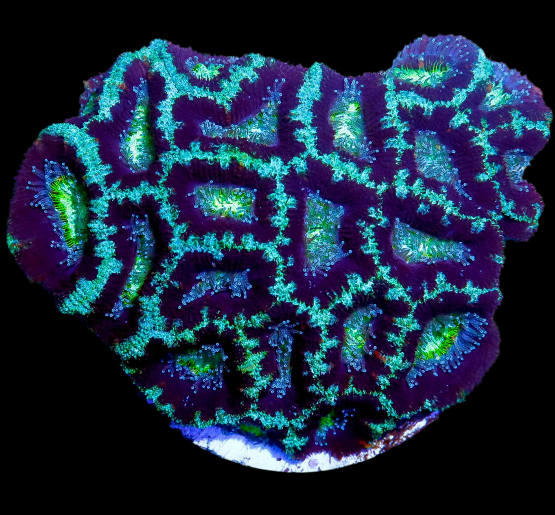 Green Acan