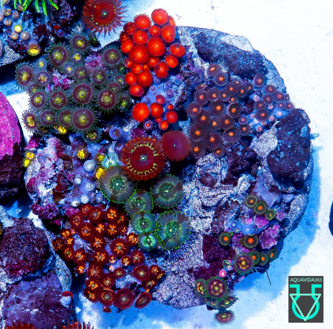 Zoa combo #5