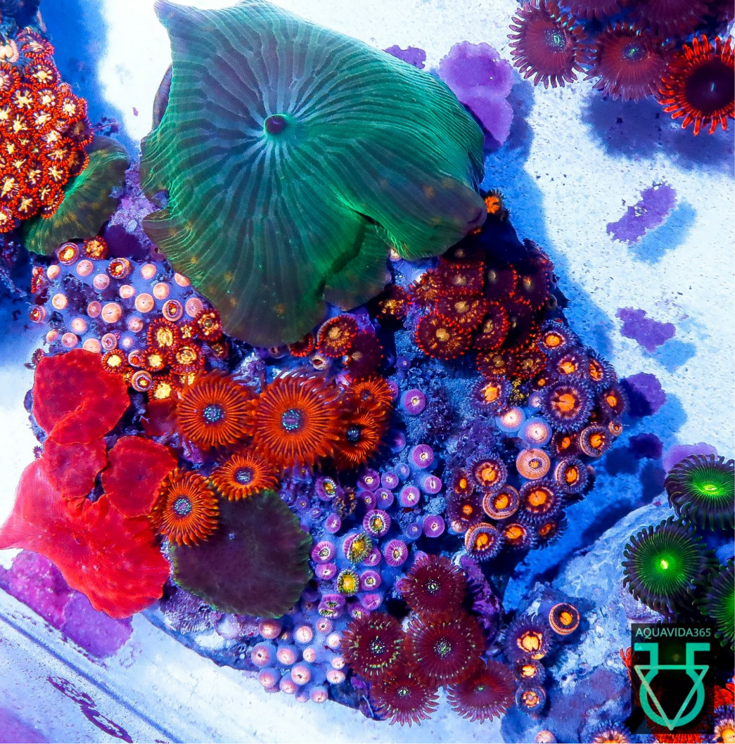 Zoa combo #16