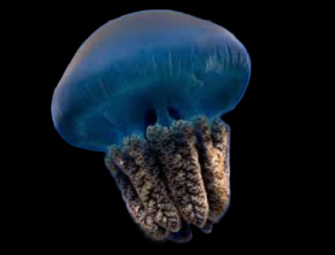 Jellyfish Colored - Catastylus