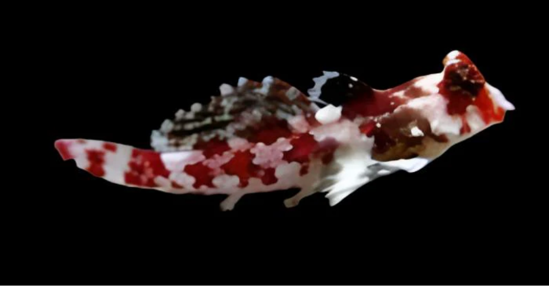 Red Scooter Blenny