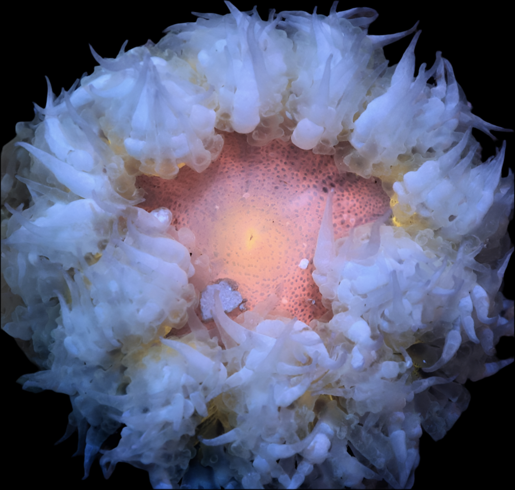 Flower Anemone Red/Orange - Epicystis crucifer-assorted colors(2 colors)