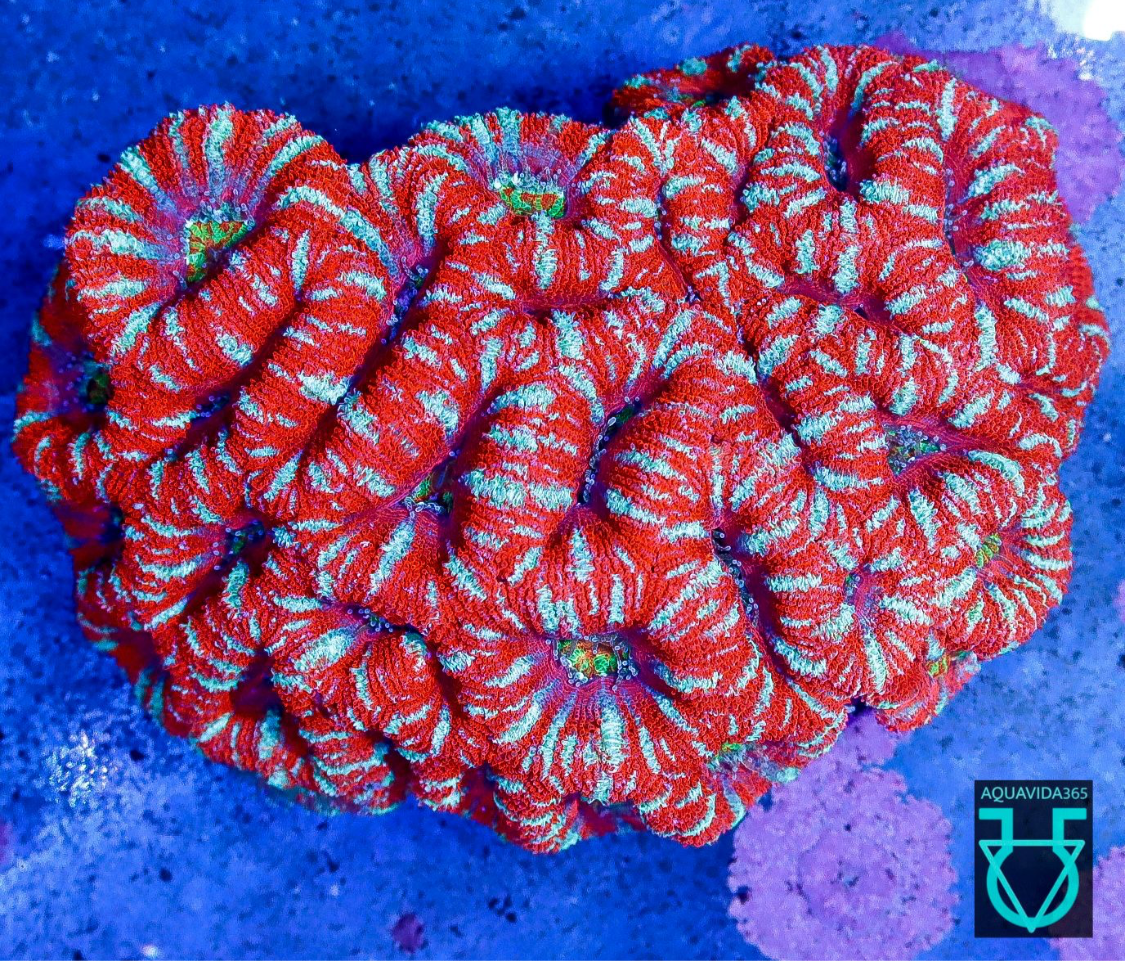 Acan red stripe / color center