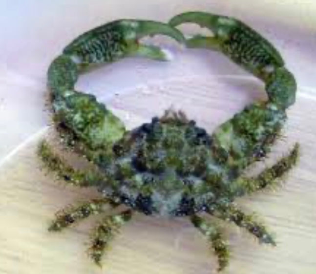 Emerald Crab; Atl. - Mythrax sculptus