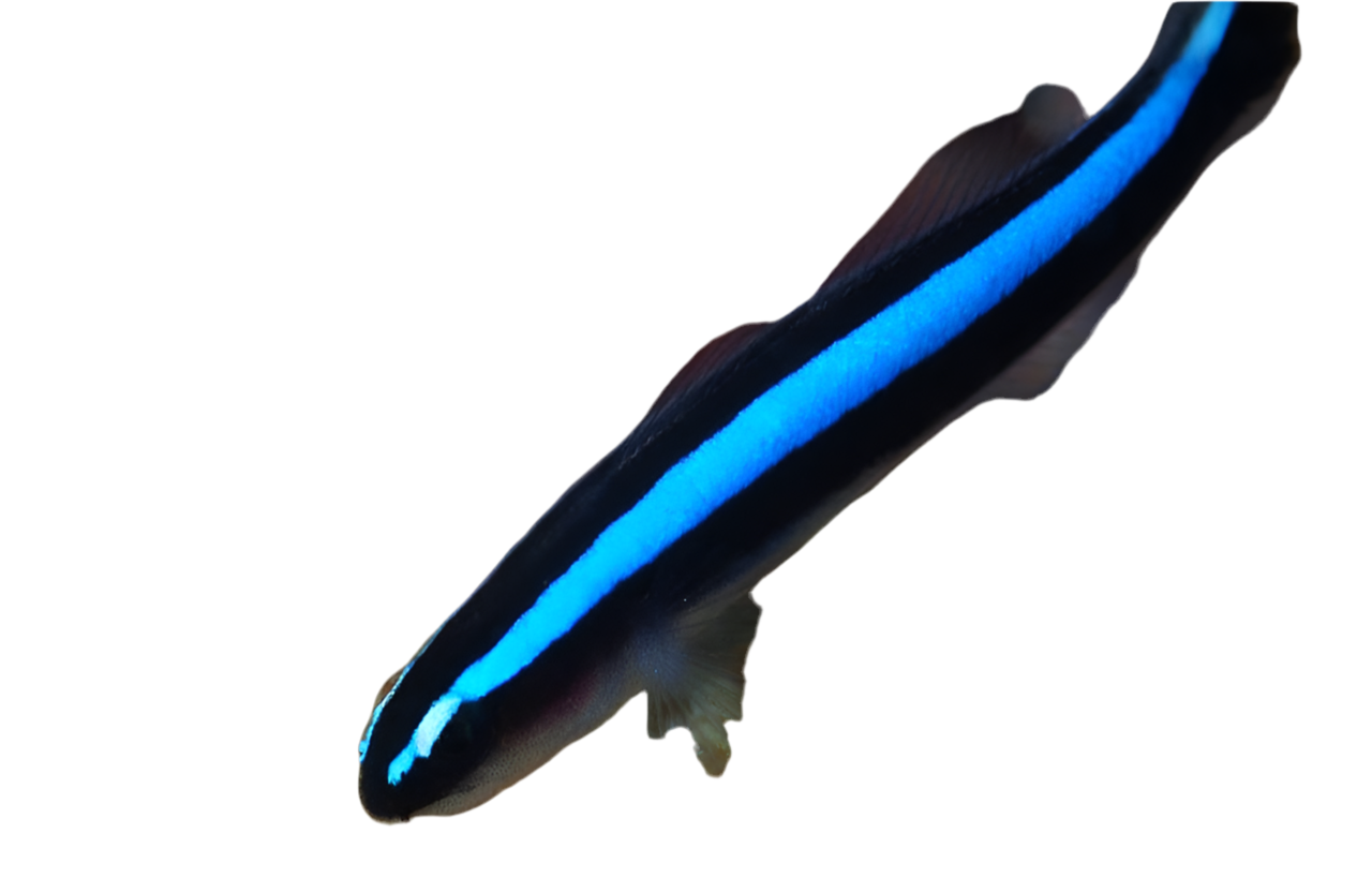 Bluestripe Neon Goby (Atl)