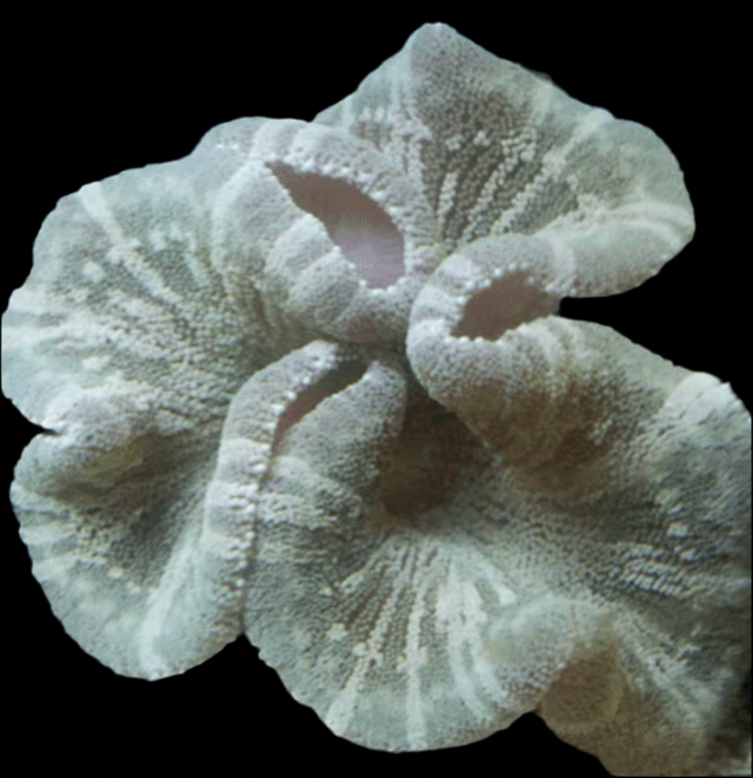 Saddle Anemone; Colored - Stichodactyla haddoni