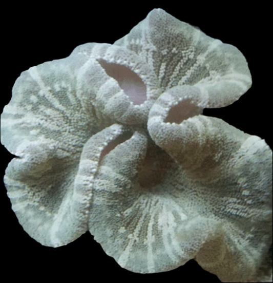 Saddle Anemone; Colored - Stichodactyla haddoni