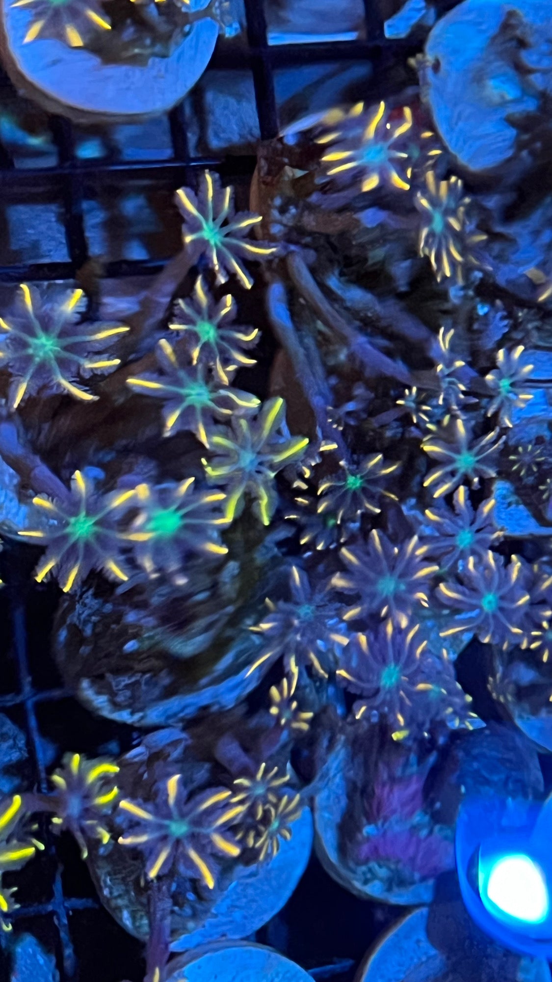 Golden fire fly Clove polyp