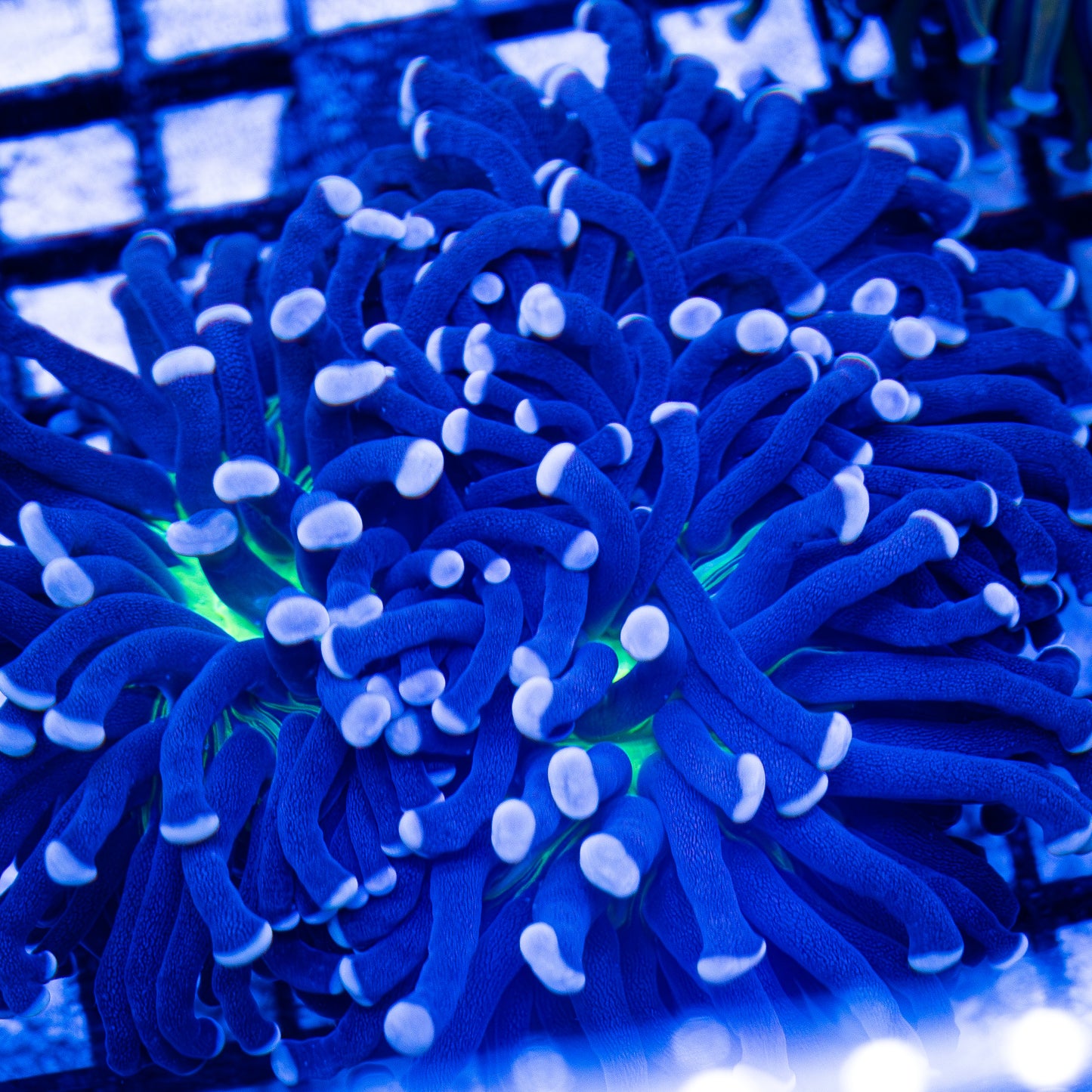 Ausi Blue Joker Torch