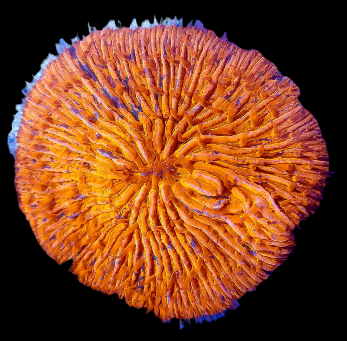 Gold P/G splatter Fungia