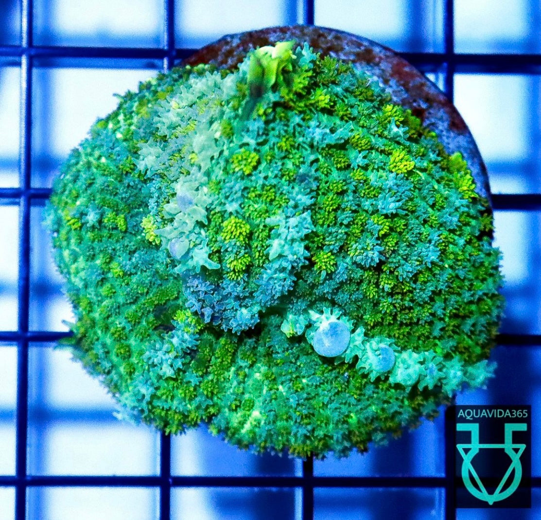 Pin Bounce Mushroom WYSWYG