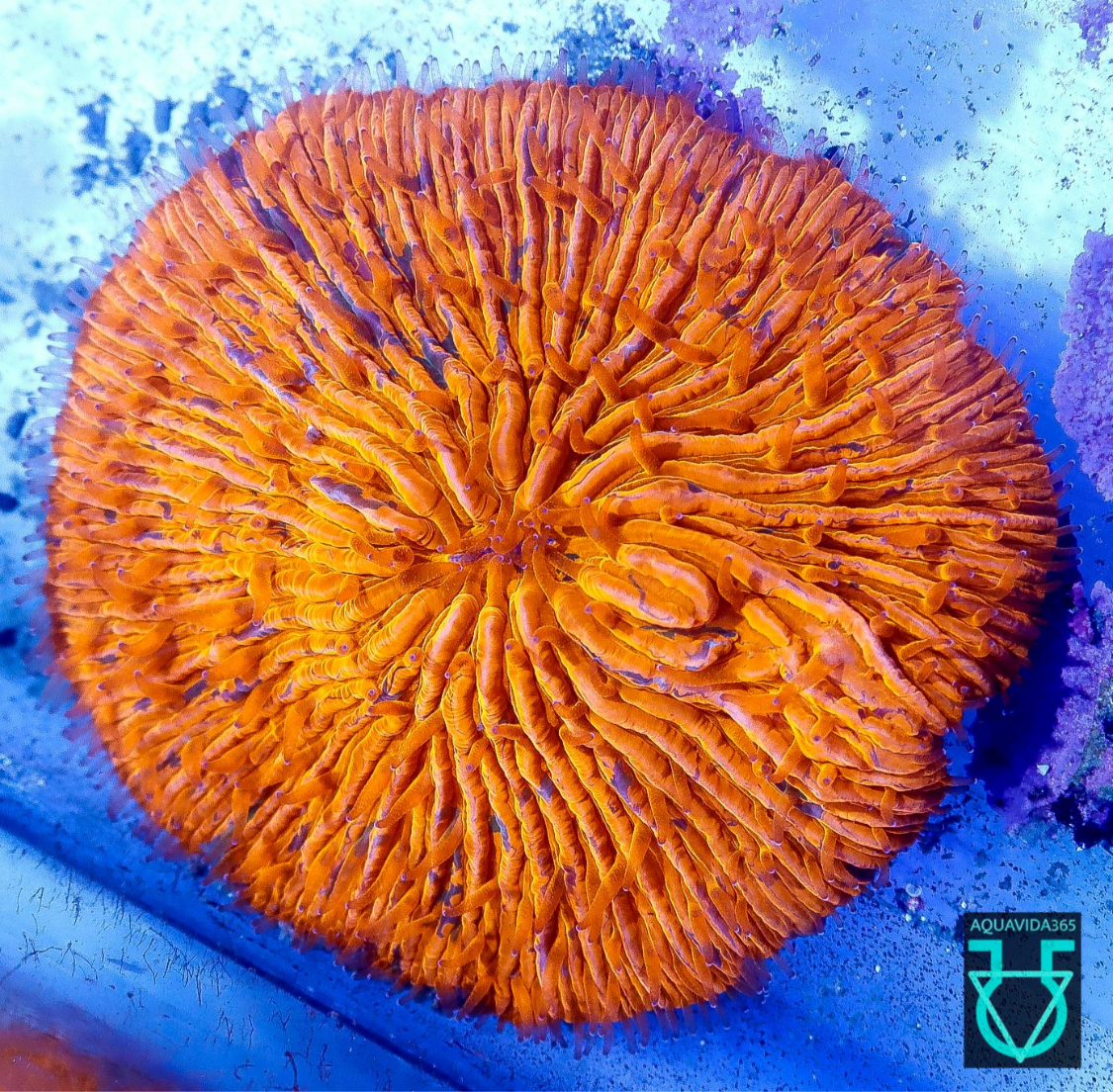 Gold P/G splatter Fungia
