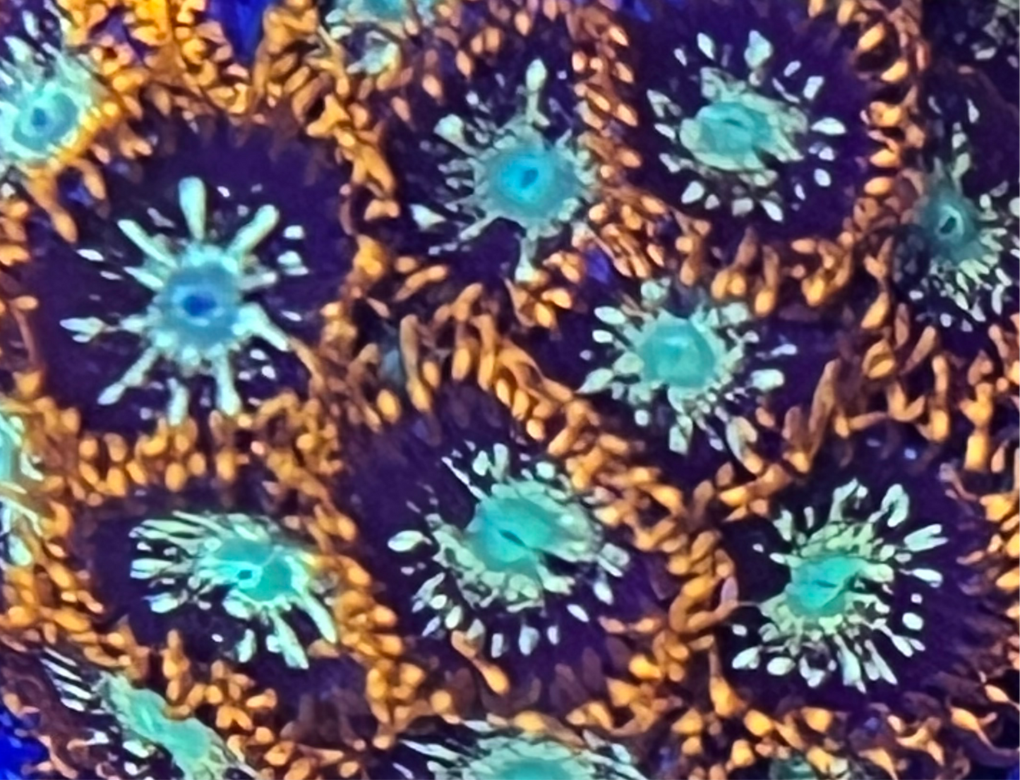 Galaga zoa