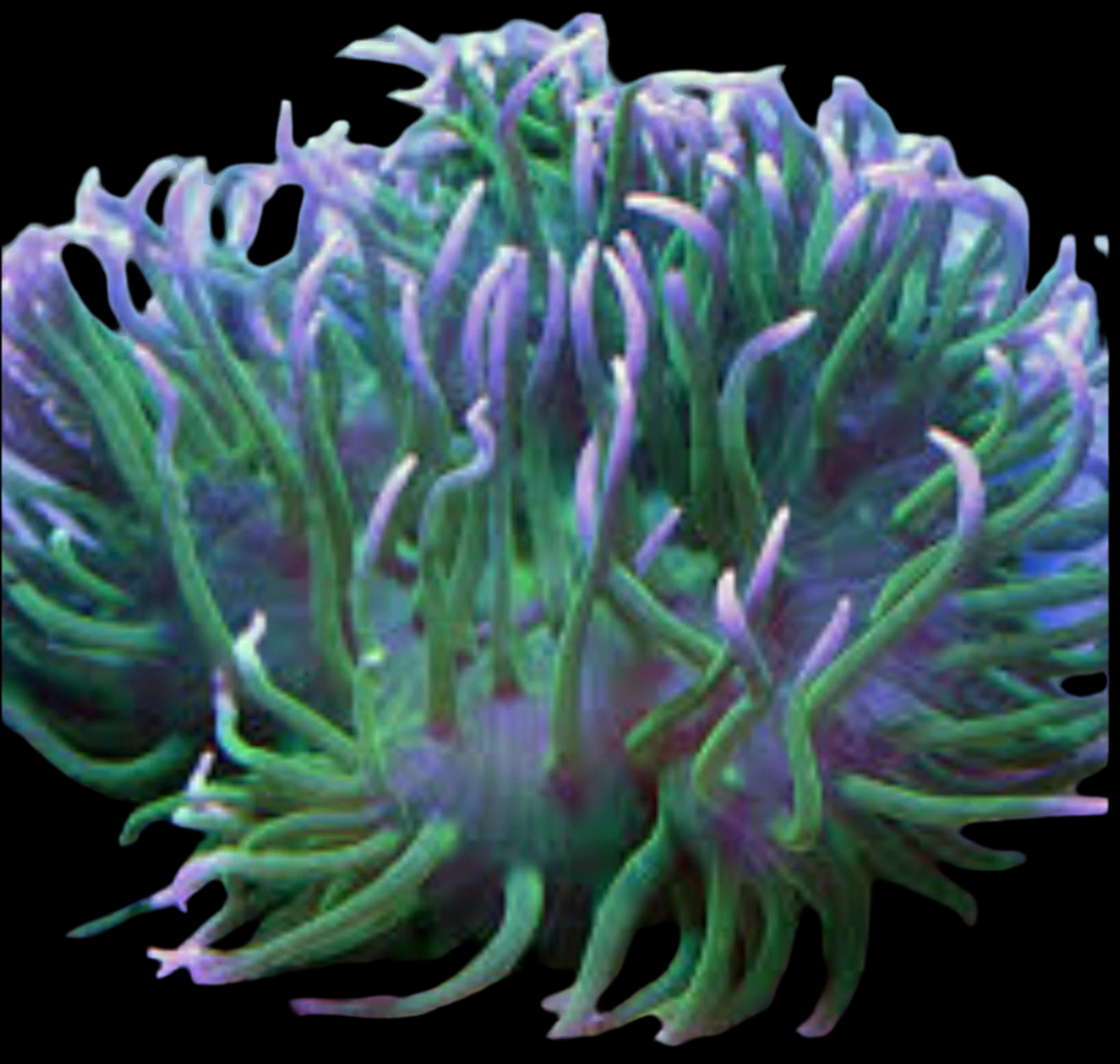 Long Tentacle Anemone; Ultra - Macrodactyla doreensis-assorted colors