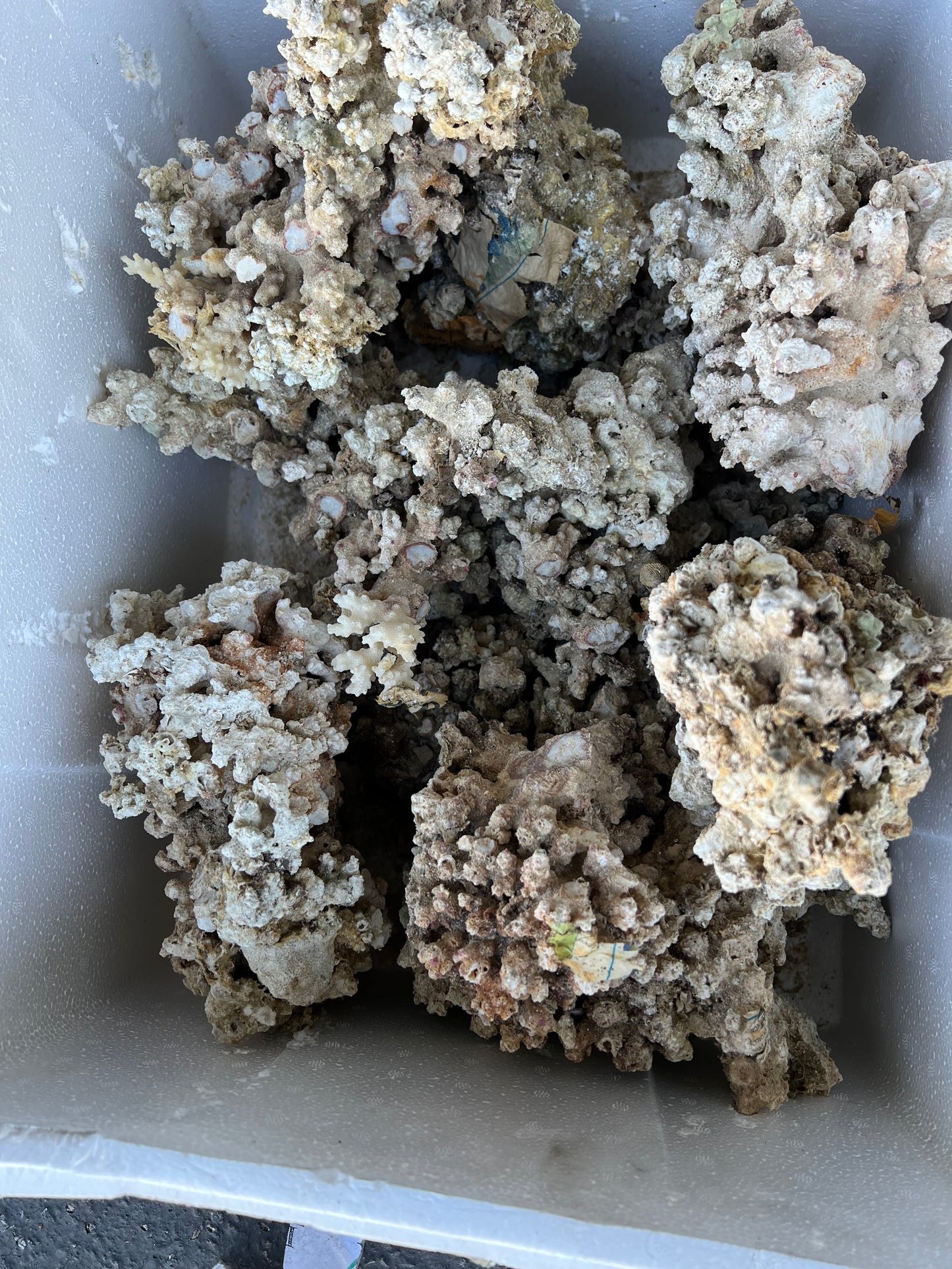 Fiji dry rock