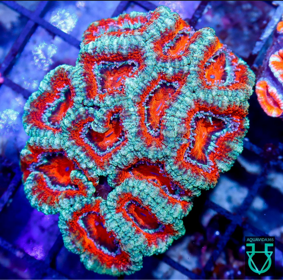 Acan red