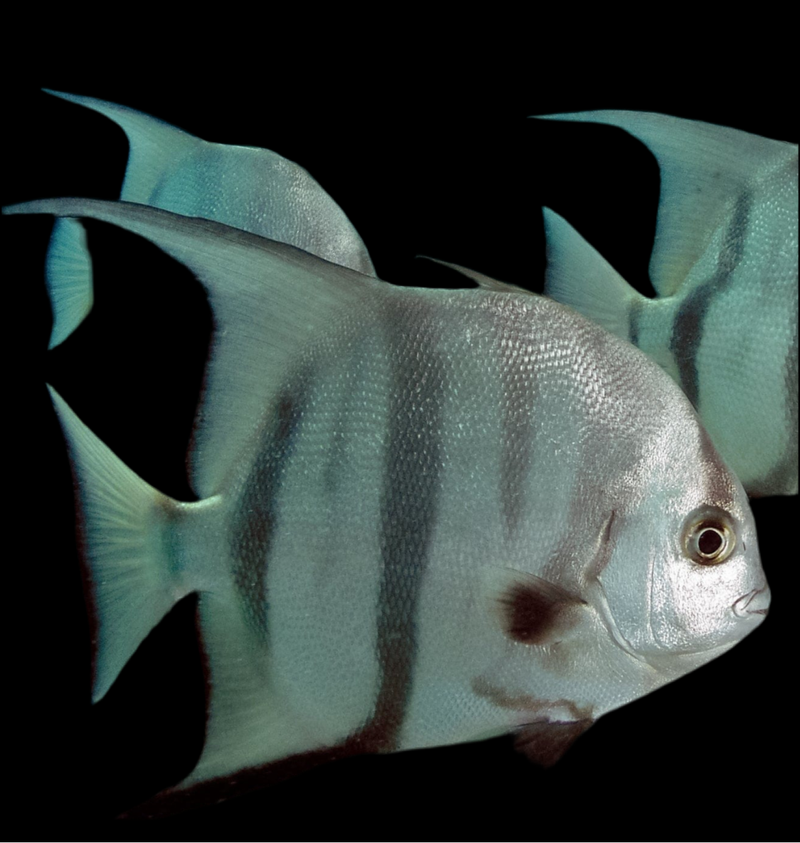 Spade Fish (Atl)