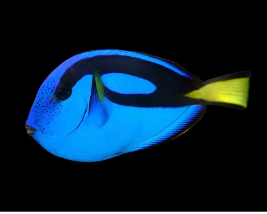 Blue (Hippo) Tang; T.R. - Paracanthurus hepatic