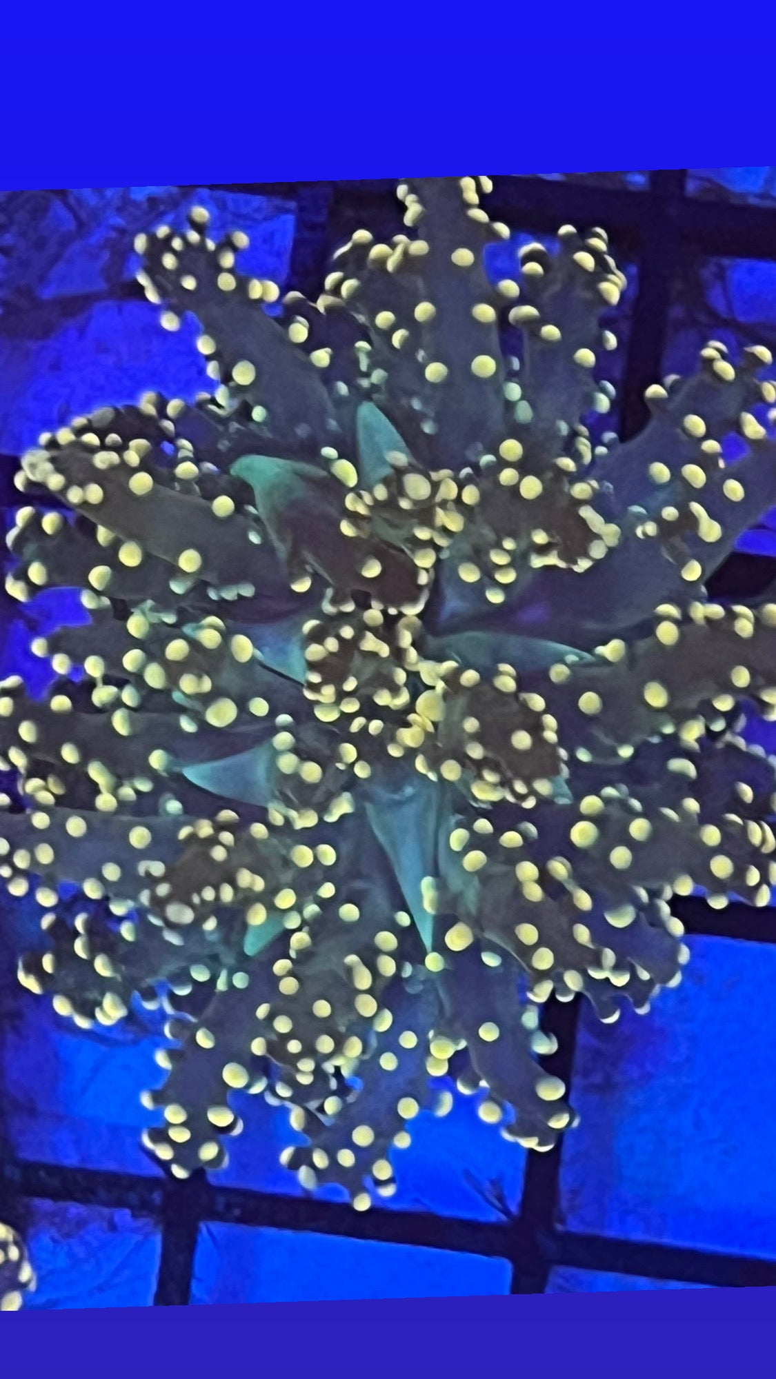 Yellow octospawn