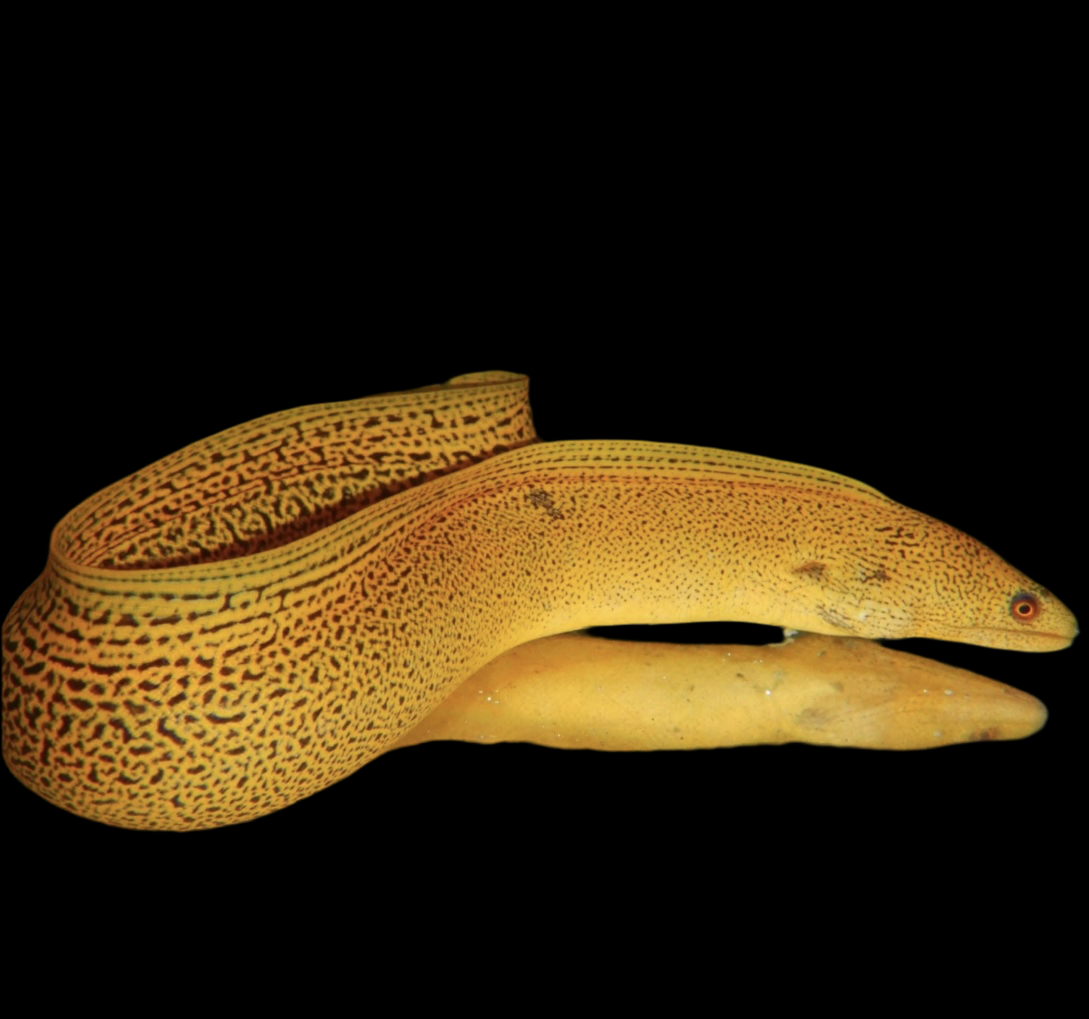 Gold Spotted Moray - Gymnothorax miliaris