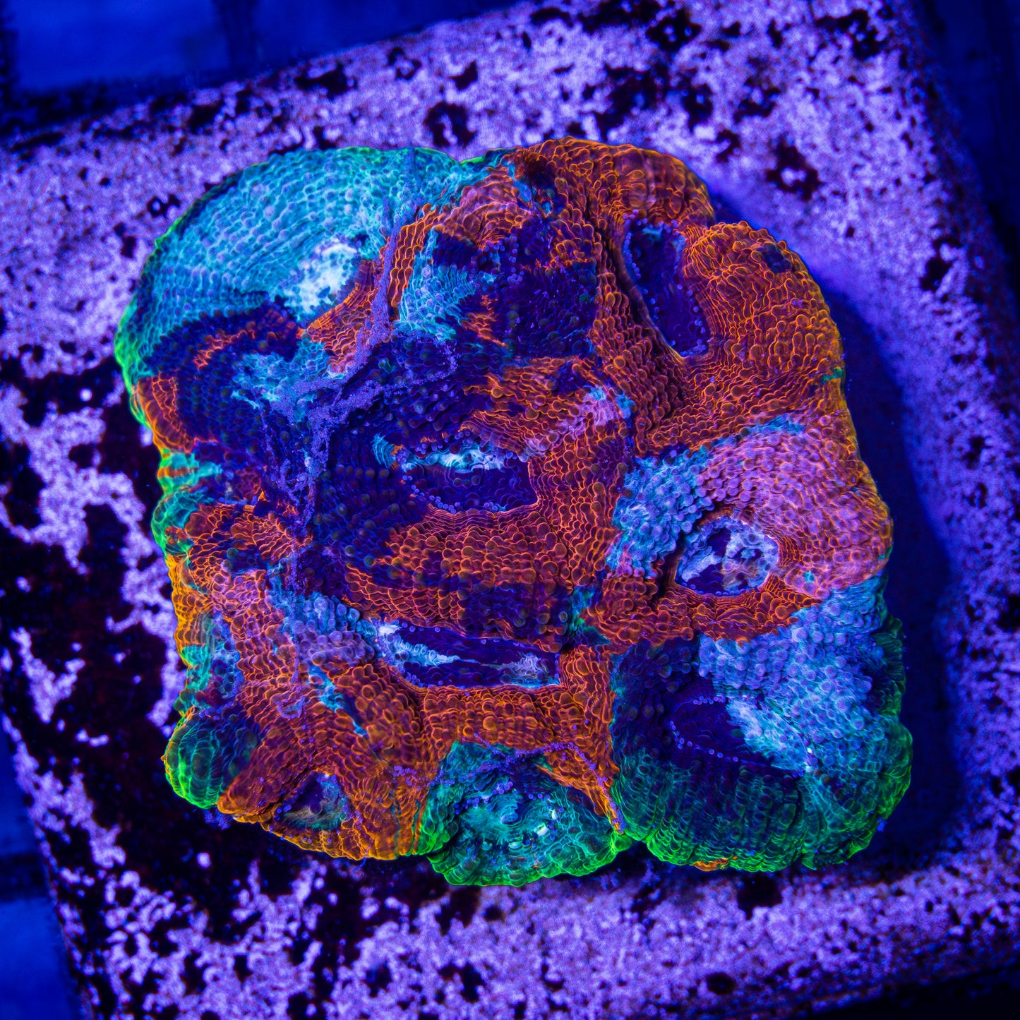 Rainbow Echinata